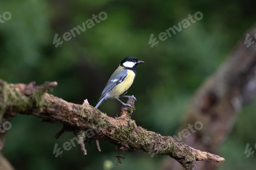 Preview: Great tit on the branch close-up