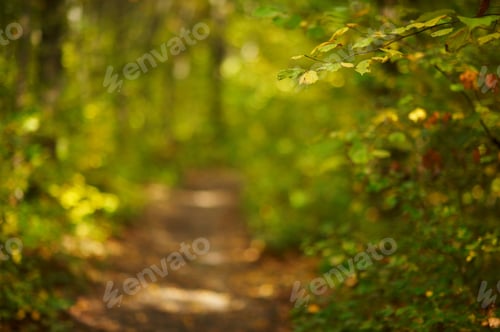 Preview: pathway in autumn forest