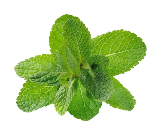 Preview: Fresh mint leaves