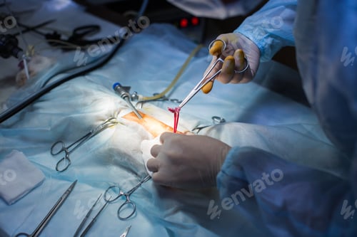 Preview: Vet doing the operation for sterilization. The cat on the operating table in a veterinary clinic.