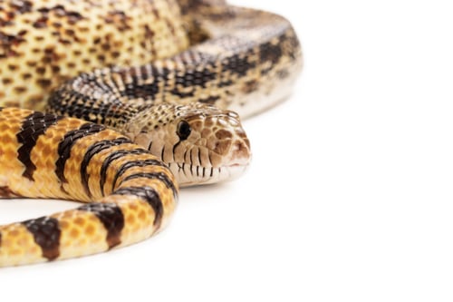 Preview: Bullsnake Coiled With Copy Space