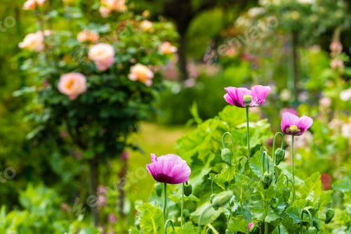 Preview: Pink poppy in a summer garden on sunny day