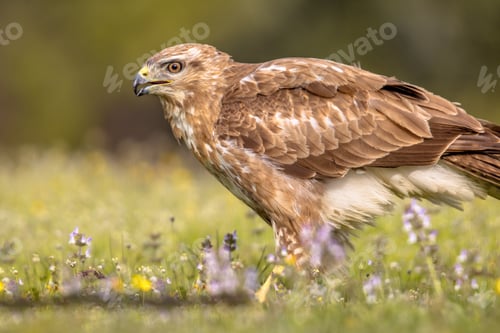 Preview: Buzzard perched in grass