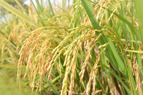 Preview: Ear of Paddy rice seeds