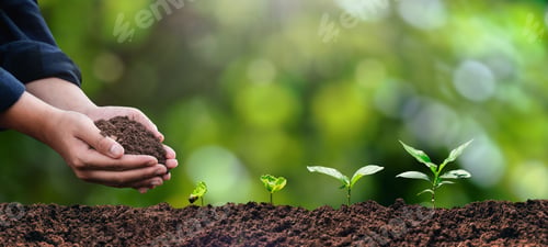 Preview: plant in the hand of a tree Ecological environment concept and forest conservation.