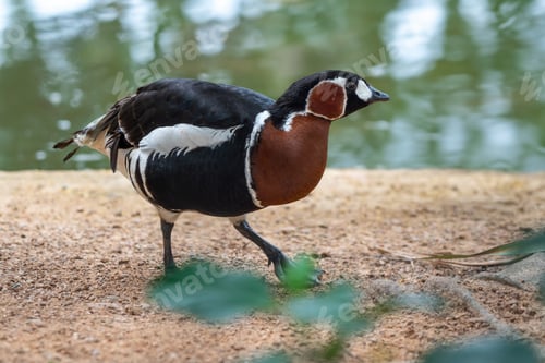 Preview: Red-breasted Goose (Branta ruficollis) - waterfowl