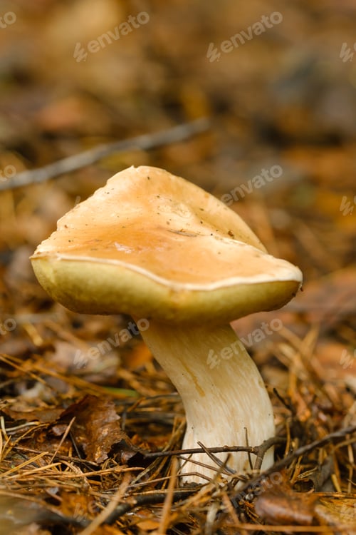 Preview: A white mushroom growing in the forest. Boletus mushroom in the wild forest