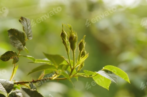 Preview: Budding roses