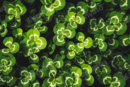 Preview: Closeup of Trifolium repens, white clover foliage. Top view.