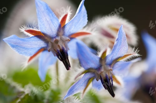 Preview: Borage flowers, starflower,