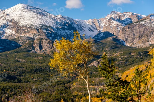 Preview: Aspen grove at autumn in Rocky Mountains