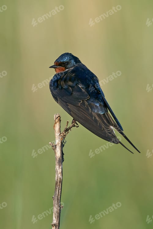 Preview: Barn swallow (Hirundo rustica)