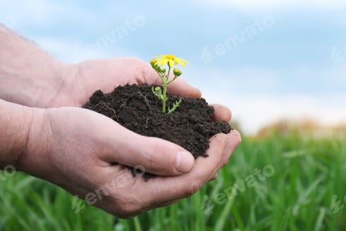 Preview: Man holding pile of soil with flower outdoors, closeup