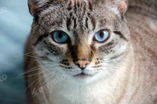 Preview: closeup on grey tabby cat face with blue eyes