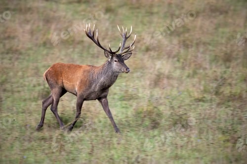 Preview: Red deer stag walking on a meadow with dry grass in autumn