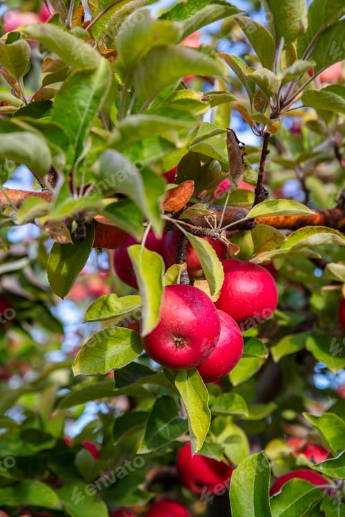 Preview: Delicious apple variety Shinano Sweet from the orchard.