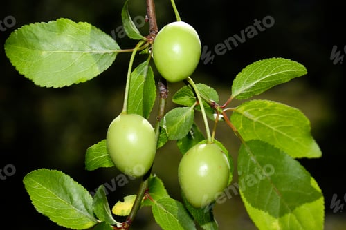 Preview: green plums on tree branch