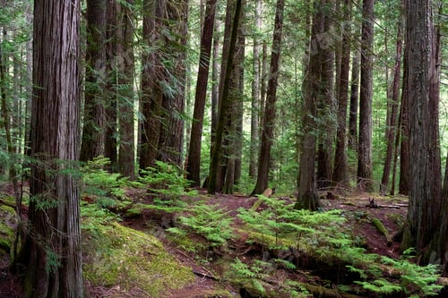 Preview: Tall coniferious trees in a Pacific Northwest forest.