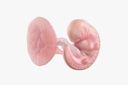 5. Woche: Fetus mit Plazenta