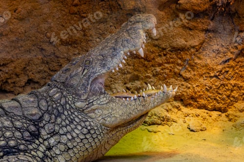 Preview: Nile crocodile in a zoo with its jaws wide open