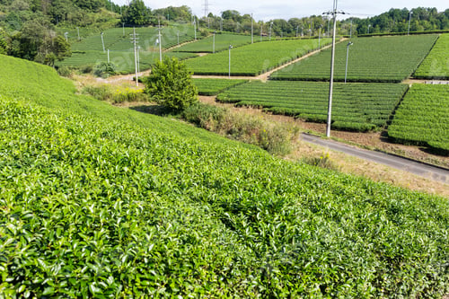Preview: Beautiful fresh green tea field