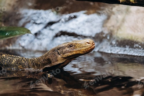 Preview: Papuan monitor Lizard climbs out of the water in the national reserve