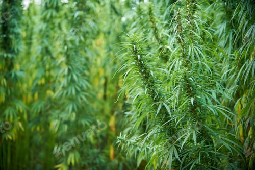 Preview: marijuana leaves cannabis plants in the farm background