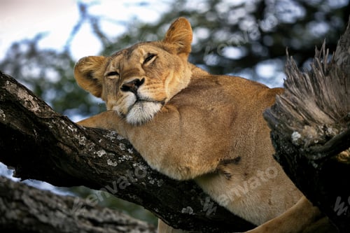 Preview: Lioness up in a tree in Tanzania nature during daylight