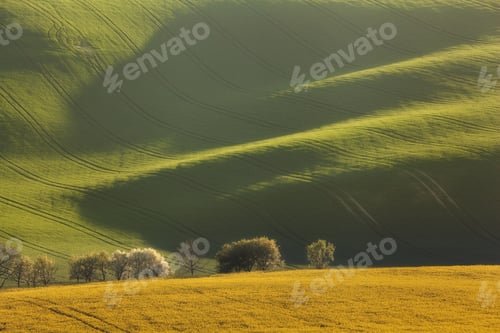 Preview: Trees with wavy green fields. Rolling hills at sunset