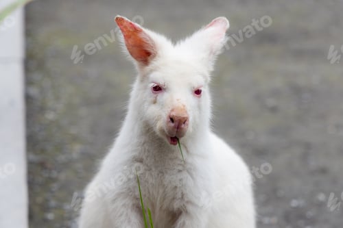 Preview: Kangaroo with albinism at zoo park