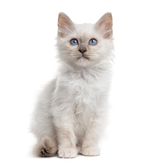 Preview: Front view of a Birman kitten sitting, isolated on white