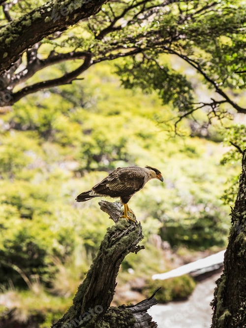 Preview: Caracara watching from forest tree in Los Glaciares National Park, Patagonia, Argentina