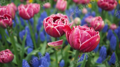 Preview: Tulip flowers in pink color and Muscari Lindsay in blue color .