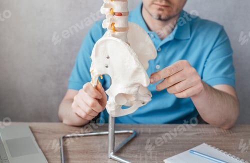 Preview: Close up of male doctor's hand pointing at anterior superior iliac spine on a skeleton spine model