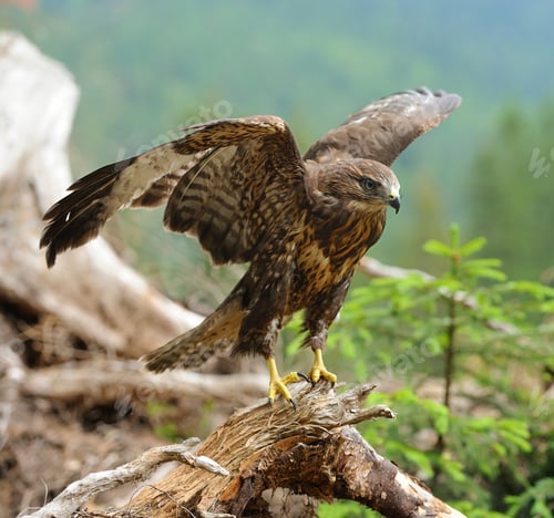 Preview: Hawk