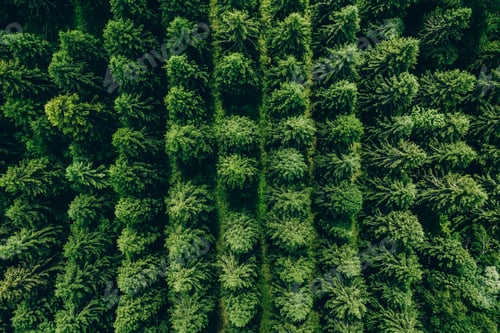 Preview: Aerial view of green summer forest with spruces