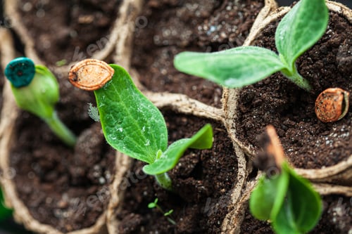 Preview: Young Pumpkin Plant In The Pot