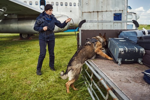 Preview: Security officer and drug detection dog checking luggage in airport