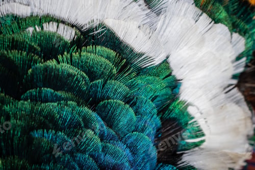 Preview: colored pheasant feathers with a visible texture. background