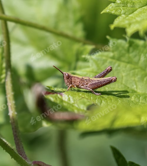 Preview: Grasshopper on a leaf