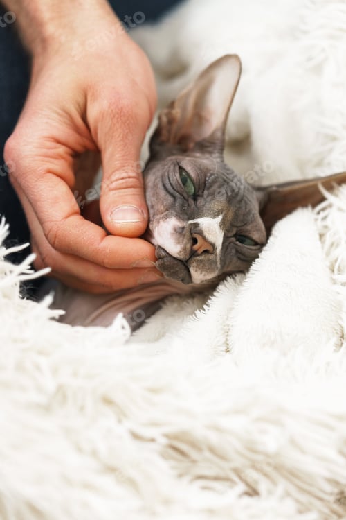 Preview: Lazy cute cat is lying under blanket