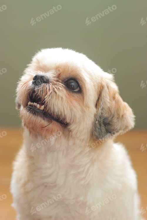 Preview: Closeup shot of a white Shih Tzu dog isolated on a blurred background