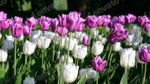 Preview: Tulips, petal, lovely, wallpaper, background