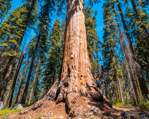Preview: Sequoia National Park, one of the largest Sequoias in the park, California