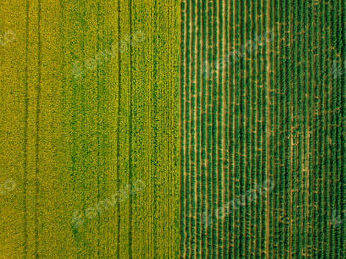 Preview: Aerial view of Rows of potato and rapeseed field. Yellow and green agricultural fields in Finland.