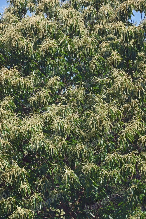 Preview: American Chestnut (Castanea Dentata)
