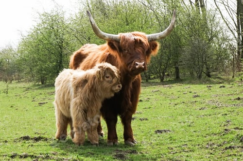 Preview: Cow outdoor with her baby