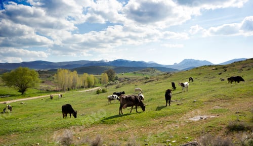 Preview: Cows on a green field