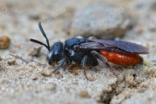 Preview: Macro shot of a colorful red parasite cuckoo bee on the ground