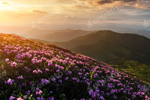 Preview: Pink rhododendron flowers in mountains